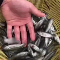 鲈鱼苗加州鲈鱼苗淡水养殖食用冷水大口黑鲈鱼苗路亚活体鱼苗
