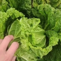黄心大白菜