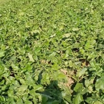 河南郸城七星水果罗卜