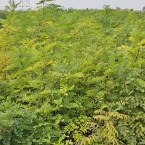 刺槐苗