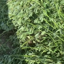 25年香豆子苦豆子做花卷馒头饼子香料