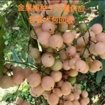 正品地苦胆新鲜金果榄种子带皮成熟