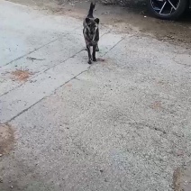 虎斑