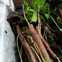 自家基地，有各种规格，品种的小苗袋和盆景苗，基地直发。