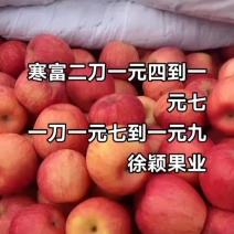 绥中寒富大量有货