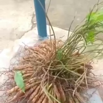 优质百部苗基地直发