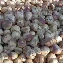精品洋芥菜疙瘩大批量供应，质优价廉，适合腌制。个大。质嫩