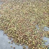 野生山茶油