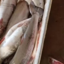 青海龙羊峡三文鱼