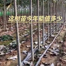 欢迎咨询杨树苗