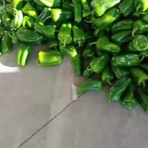 太空椒叔