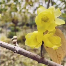 腊梅树