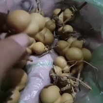 金蟾葫芦