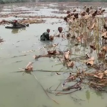 湖北蕲州手工纯藕粉