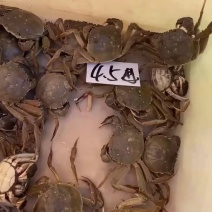 大闸蟹，微山湖大闸蟹