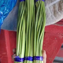 精品蒜苔，河北邯郸大量供货，可供大型超市，市场，加工厂