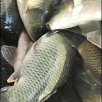 湖南湘鲫