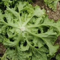 散叶生菜