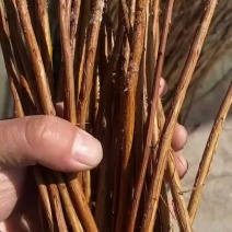 东北辽宁干枝雪柳喷雪花珍珠李鲜切枝产地批发