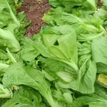 （精品）市场货青菜大量有货泡青菜的上好原料
