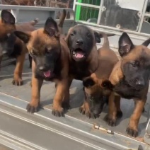 纯种爆红马犬看家护院的好手