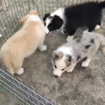纯种精品牧羊犬边牧犬疫苗全部接种完毕