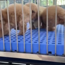 萌宠小泰迪