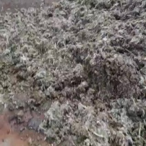 海量肉鸡粪，地点湖州南浔区，每天有六十吨，价格二十元一吨