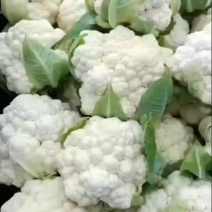 加工厂白实花