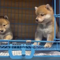萌宠小柴犬