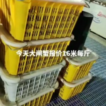 今天大闸蟹行情报价16元每斤，包邮到家，活蟹现货大闸蟹特
