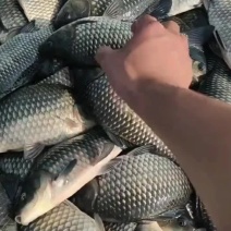 精品鲫鱼中科三号供钓场，原塘口鲫鱼皮毛光亮