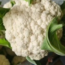 好菜大量上市，量大，每天可以走挂