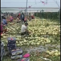 哈密瓜二十五号
