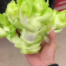 砀山儿菜，一手货源，产地直销，承接全国，质量三包