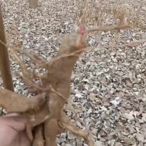 中草药商陆，大量有货，有需要老板联系我哦！