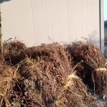 排草