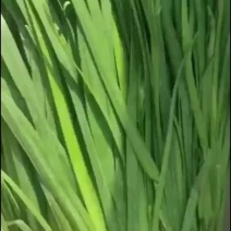 万亩韭菜一年四季有货