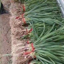 江苏丰县陆地大棚红根蒜苗大量上市