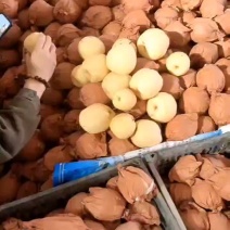 陕西渭南蒲城酥梨脆甜多汁皮薄肉多水分足产地直发表皮干净无黑点