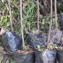 黄花槐杯苗培育基地常年大量批发直供，货源充足手续齐全