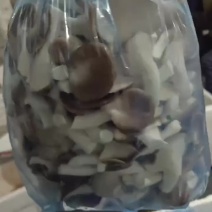 秀珍菇货源充足量大从优欢迎老板前来选购可视频
