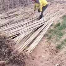 大量批发杨树苗，规格齐全，品种齐全，一公分一5公分。
