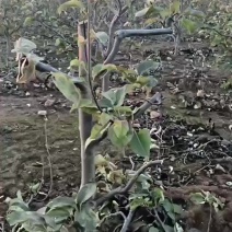 占地梨树