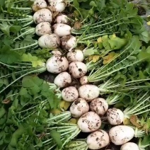 四川白萝卜玉尊圆根萝卜大小都有规格齐全净菜毛菜都能装价格低