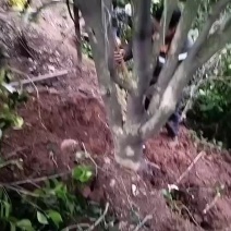 茶花庄头嫁接专用漂亮得很四川省宜宾市高县罗场