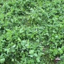 四川省眉山市豌豆尖种植基地量大价优一手货源