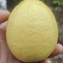 柠檬