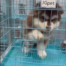 熊版阿拉斯加
