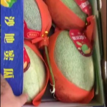 哈密瓜供应商